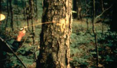 A trained tree marker designates this tree for removal
