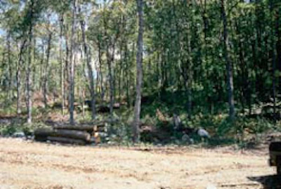 The selectively harvested area on the left shows the difference in light levels as contrasted with the unharvested area on the right.