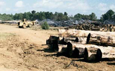 Logs are kept moist before they are processed into peeled hardwood veneer.
