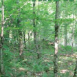 Why using more wood is the answer to saving our forests