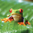 Photo of a tree frog