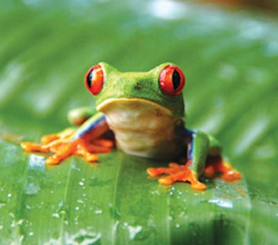 Photo of a tree frog