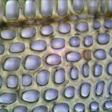 This cross-section of cypress shows cells that are approximately 0.002 inch across; rays are horizontal.