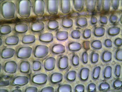 This cross-section of cypress shows cells that are approximately 0.002 inch across; rays are horizontal.