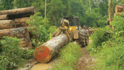 Cumaru logs can be from 10 to 24 feet long and weigh up to five tons each.