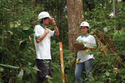 All wood species are determined before a cutting plan is determined.