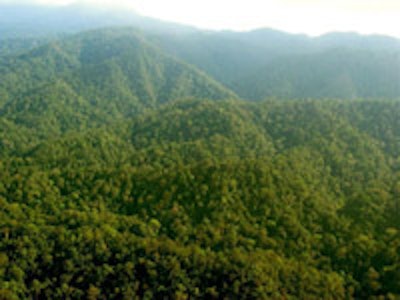 photo by Neil Franklin: Indonesian forest