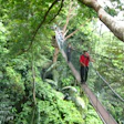 Frim canopy walk Malaysia forest research