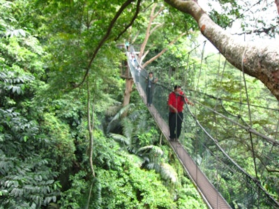 Frim canopy walk Malaysia forest research