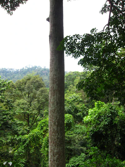 Frim canopy walk Malaysia forest research