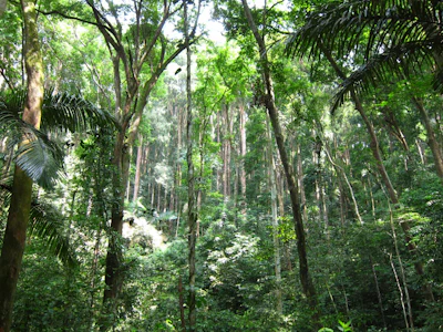 Frim canopy walk Malaysia forest research