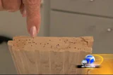 screen capture of powderpost beetle damage