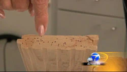screen capture of powderpost beetle damage