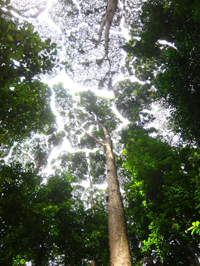 Frim canopy walk Malaysia forest research