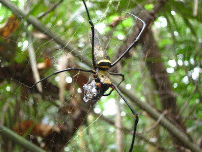 Frim canopy walk Malaysia forest research spider