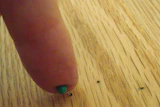 Pin worm holes are allowable in almost all grades of wood flooring.