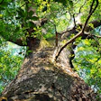 Camphor_Tree.jpg