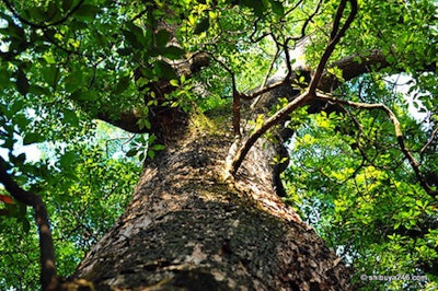 Camphor Tree