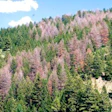 Doug_fir_beetle_infestation.jpg
