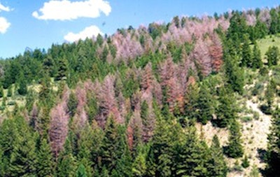 Doug Fir Beetle Infestation