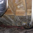 Crawl space with mold treatment.jpg