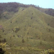 A Vietnam hillside replanted with pine.
