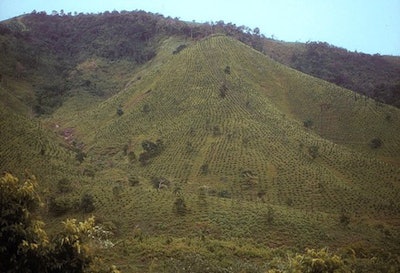 A Vietnam hillside replanted with pine.