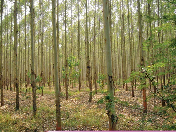 photo of Brazil's Instituto Floresta Tropical workers