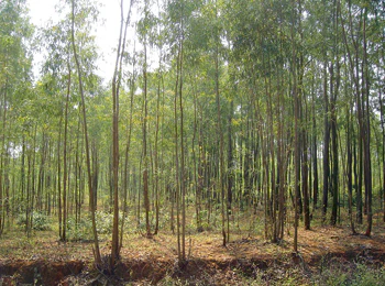 photo of Brazil's Instituto Floresta Tropical workers