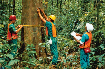 photo of Brazil's Instituto Floresta Tropical workers