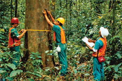 photo of Brazil's Instituto Floresta Tropical workers