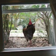 Craig Dewitt Rooster.jpg