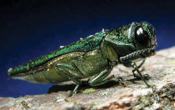 Emeral Ash Borer