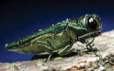 Emeral Ash Borer