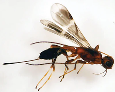 Oobius agrili