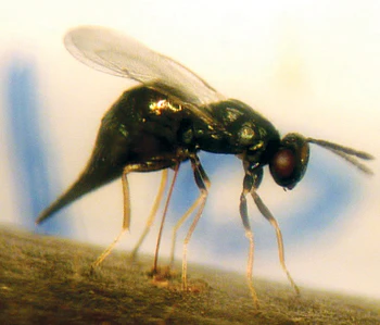 Tetrastichus planipennisi