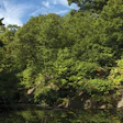 photo of the New York Botanical Garden Forest