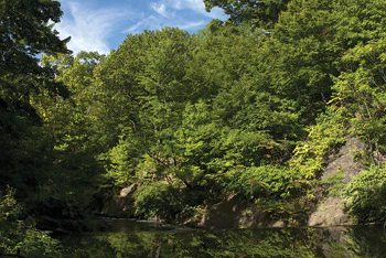 photo of the New York Botanical Garden Forest