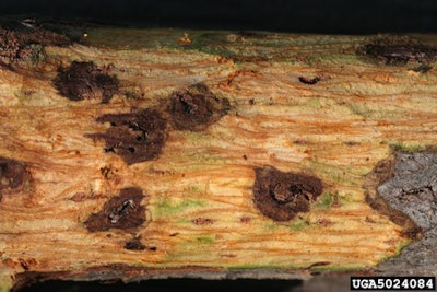 Portion Of Walnut Tree Infected By Walnut Twig Beetle