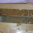 termites in rubberwood floor