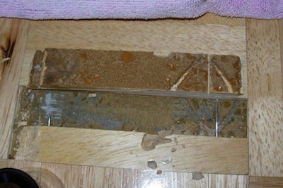 termites in rubberwood floor