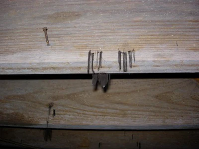 Fungus In Wood Floor Subfloor