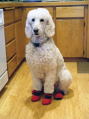 photo of a standard poodle wearing red booties to protect wood floors