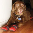 photo of chocolate lab with red booties to protect wood flooring