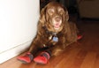 photo of chocolate lab with red booties to protect wood flooring