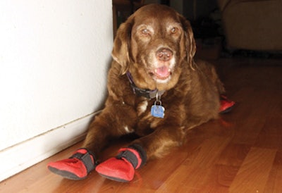 photo of chocolate lab with red booties to protect wood flooring