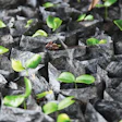 photo of seedlings used to replant a degraded rainforest