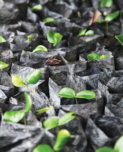 photo of seedlings used to replant a degraded rainforest
