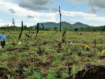 photo of people replanting a degraded rainforest