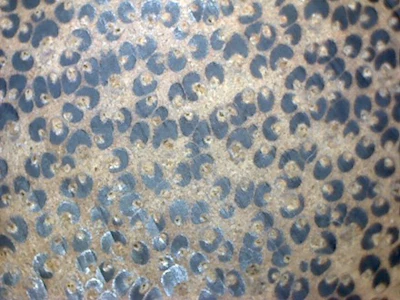 Palm End Grain 10x
